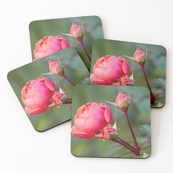 Item preview, The droplets. Last roses of the year designed and sold by Jouko Lehto Photography.