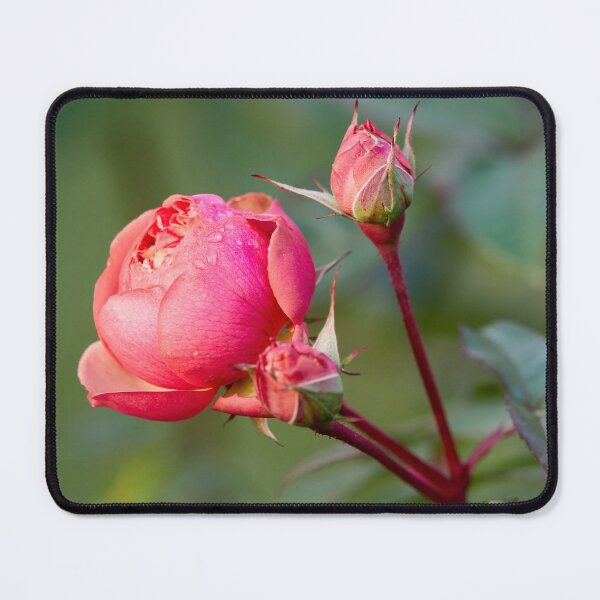 Item preview, The droplets. Last roses of the year designed and sold by Jouko Lehto Photography.