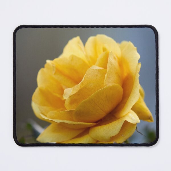 Item preview, Yellow fall. Last roses of the year designed and sold by Jouko Lehto Photography.