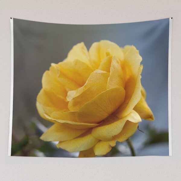 Item preview, Yellow fall. Last roses of the year designed and sold by Jouko Lehto Photography.