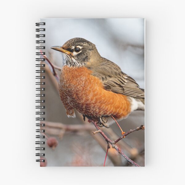 Item preview, American Robin designed and sold by Michael Cummings.