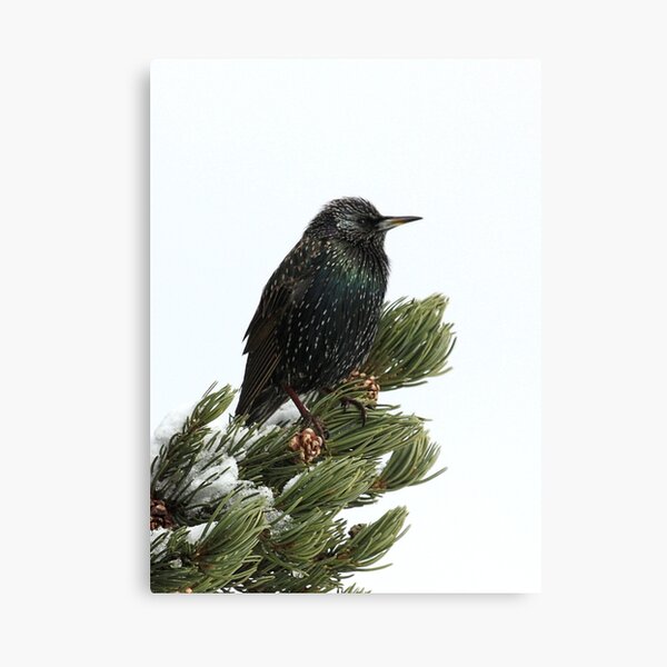 Starling In The Snow Canvas Print