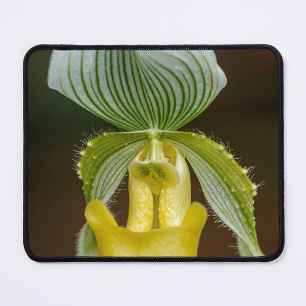 Item preview, Paphiopedilum "enchatress" designed and sold by Michael Cummings.
