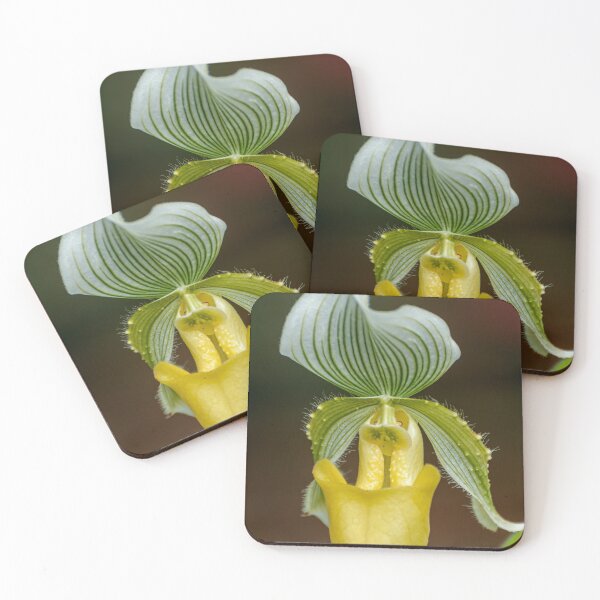 Item preview, Paphiopedilum "enchatress" designed and sold by Michael Cummings.