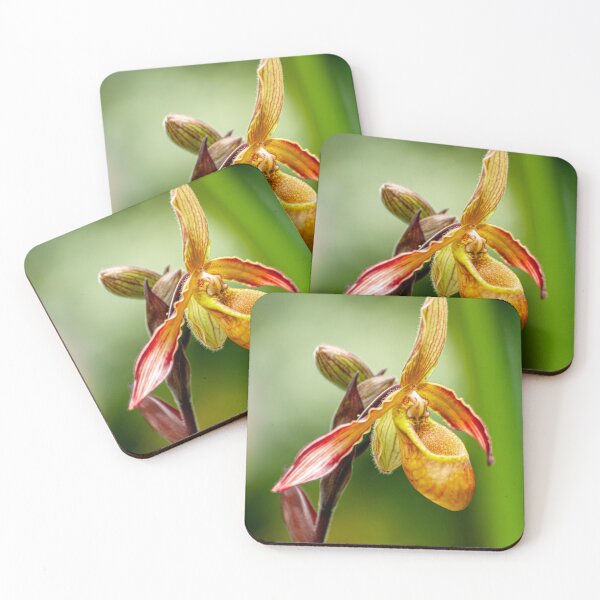 Item preview, Paphiopedilum lathamianum Orchid designed and sold by Michael Cummings.