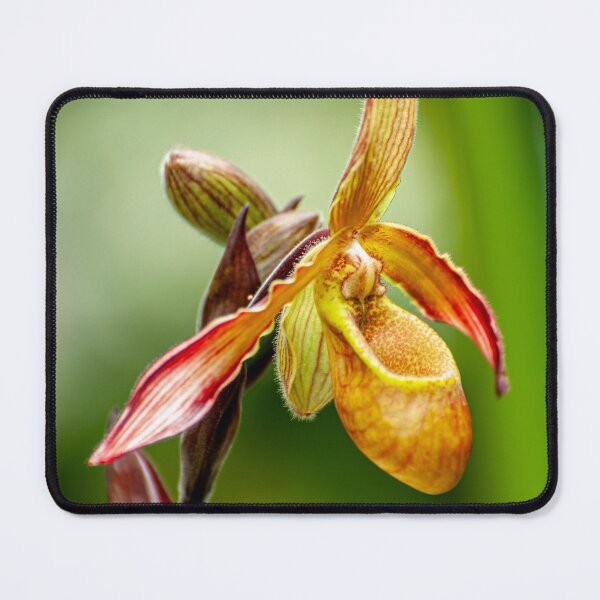 Item preview, Paphiopedilum lathamianum Orchid designed and sold by Michael Cummings.