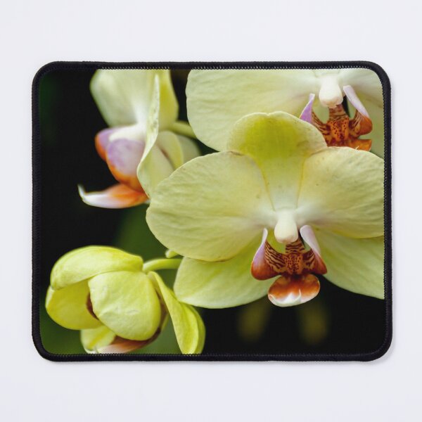 Item preview, Brother Dream Orchid 1 designed and sold by Michael Cummings.