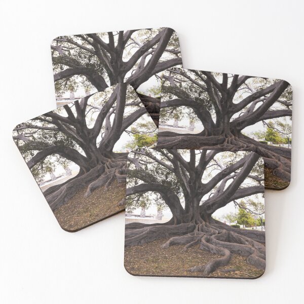 Item preview, Moreton Bay Fig Tree in Santa Barbara, California, possibly the largest in the United States  designed and sold by OrcaNature.