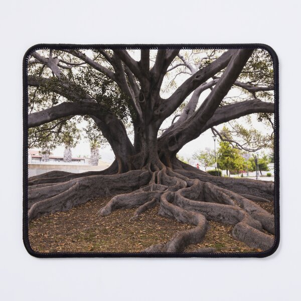 Item preview, Moreton Bay Fig Tree in Santa Barbara, California, possibly the largest in the United States  designed and sold by OrcaNature.