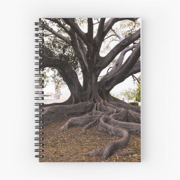 Item preview, Moreton Bay Fig Tree in Santa Barbara, California, possibly the largest in the United States  designed and sold by OrcaNature.