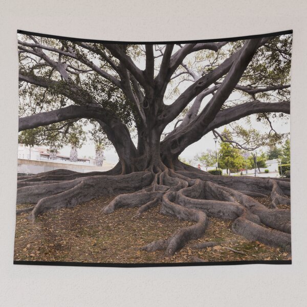 Item preview, Moreton Bay Fig Tree in Santa Barbara, California, possibly the largest in the United States  designed and sold by OrcaNature.