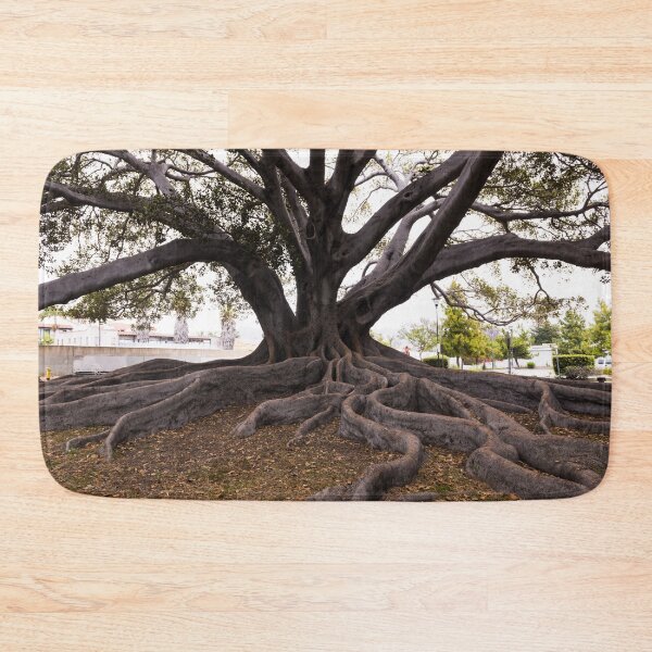 Item preview, Moreton Bay Fig Tree in Santa Barbara, California, possibly the largest in the United States  designed and sold by OrcaNature.