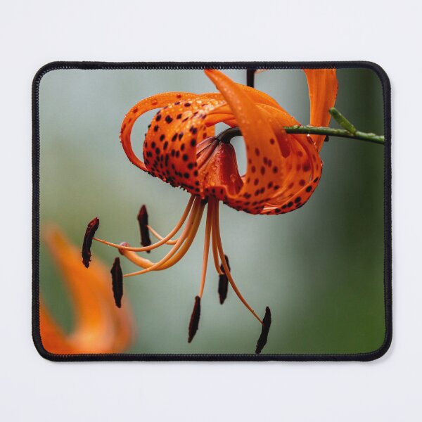 Item preview, Tiger Lily designed and sold by Michael Cummings.