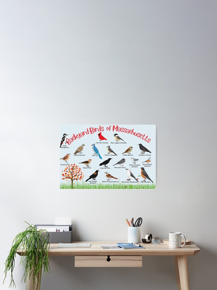 Thumbnail 2 of 3, Poster, Backyard birds of Massachusetts designed and sold by AndyMcBird.