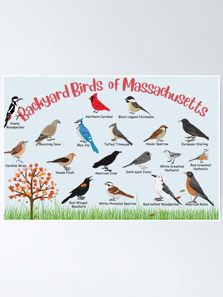 Thumbnail 1 of 3, Poster, Backyard birds of Massachusetts designed and sold by AndyMcBird.