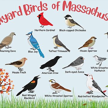 Artwork thumbnail, Backyard birds of Massachusetts by AndyMcBird