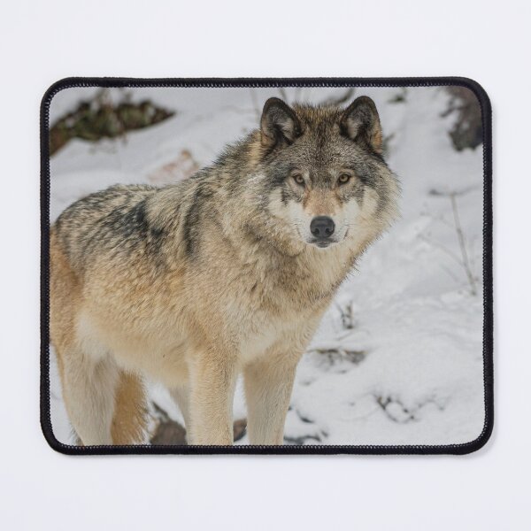 Item preview, Eastern Gray Wolf  designed and sold by Michael Cummings.