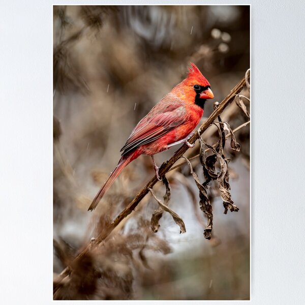 Item preview, Northern Cardinal designed and sold by Michael Cummings.