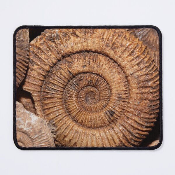 Item preview, Ammonites of the species Dactylioceras athleticum from the Lower Jurassic of Southern Germany designed and sold by Zosimus.