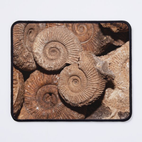 Item preview, Ammonites of the species Dactylioceras athleticum from the Lower Jurassic designed and sold by Zosimus.