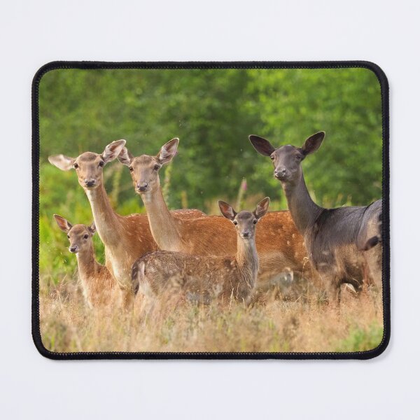 Item preview, Fallow Deers designed and sold by Lyndonsnature.