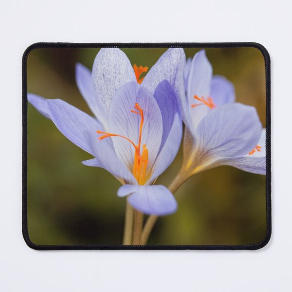 Item preview, The autumn flowering crocus Crocus aitchisonii designed and sold by Zosimus.