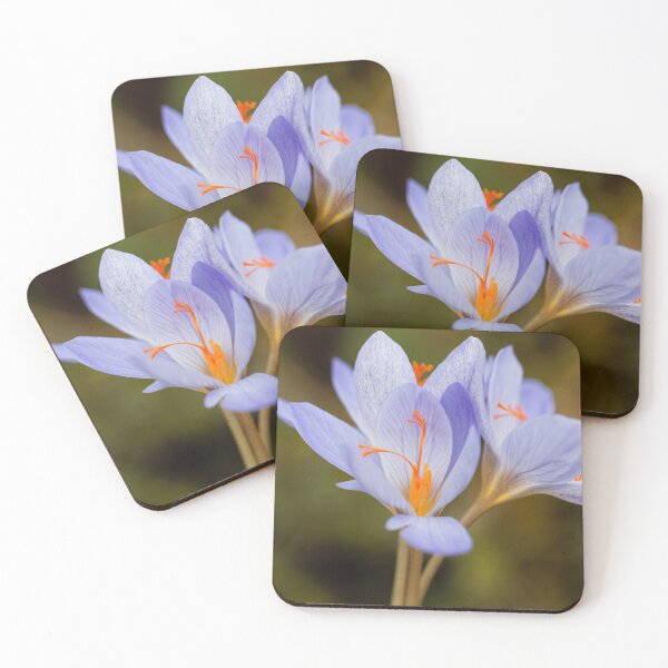 Item preview, The autumn flowering crocus Crocus aitchisonii designed and sold by Zosimus.