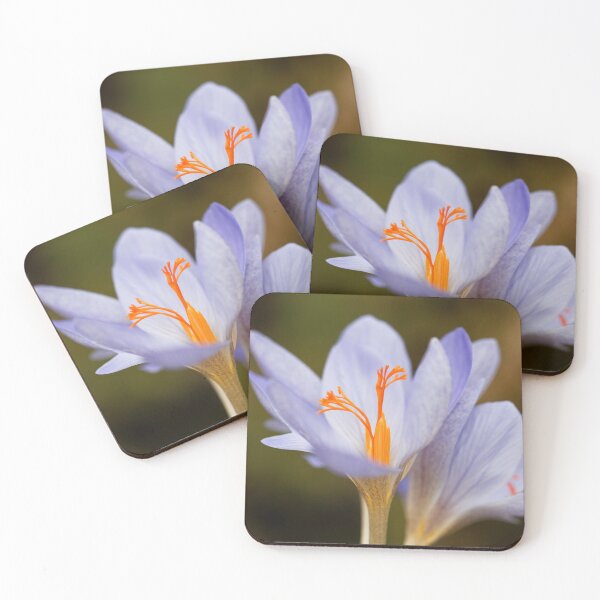 Item preview, The autumn flowering crocus Crocus aitchisonii designed and sold by Zosimus.