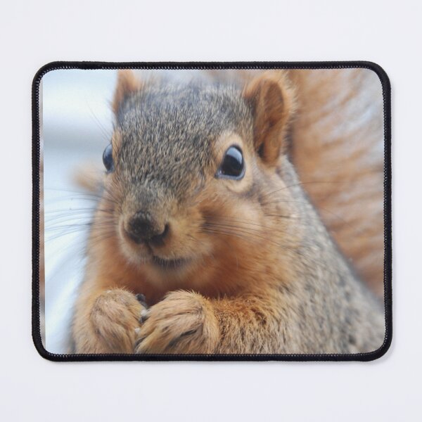 Item preview, FOX SQUIRREL GREETING C2021 Steve Yellowbear Fine Art designed and sold by SteveYellowbear.