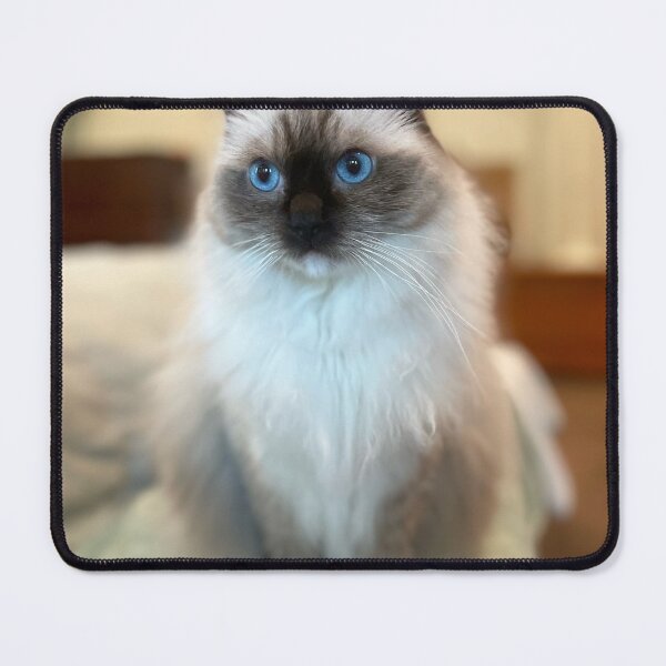 Item preview, Ragdoll Cat designed and sold by Sara Hargis.