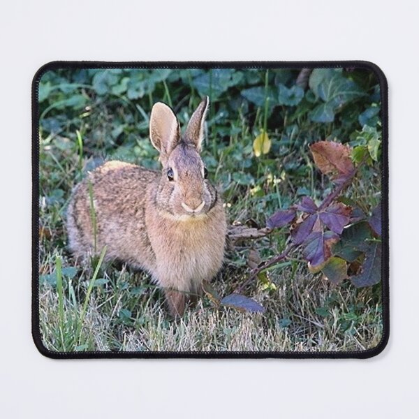 Item preview, Eastern Cottontail Bunny Rabbit in Autumn designed and sold by JariHawk.