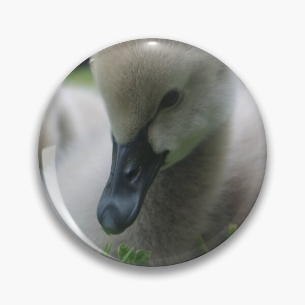 Item preview, Sweet Cygnets designed and sold by HeidiSelkie.
