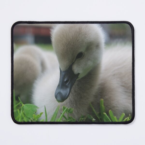Item preview, Sweet Cygnets designed and sold by HeidiSelkie.