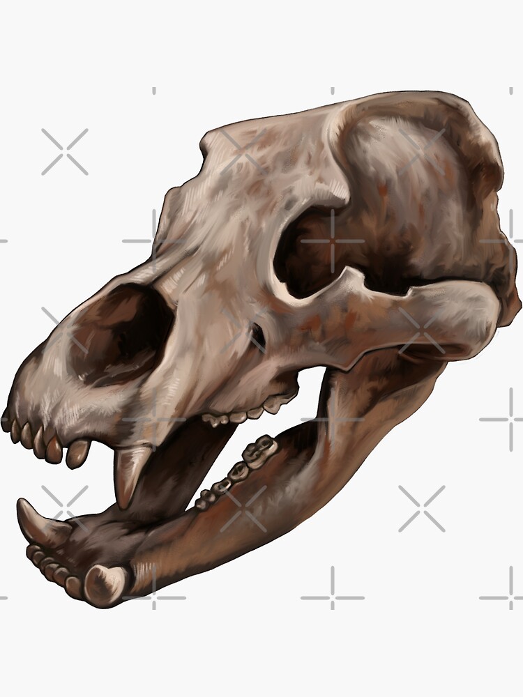 Cave Bear Skull by antarcticpip