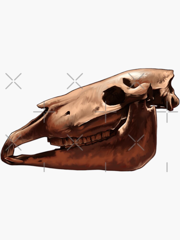 Ice Age Wild Horse Skull by antarcticpip