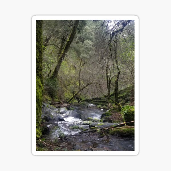 Forest creek Sticker