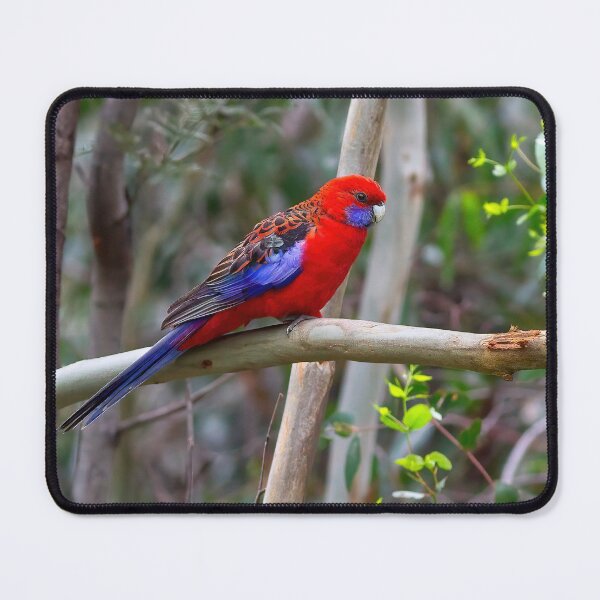 Item preview, Crimson Rosella designed and sold by Stephen Ruane.