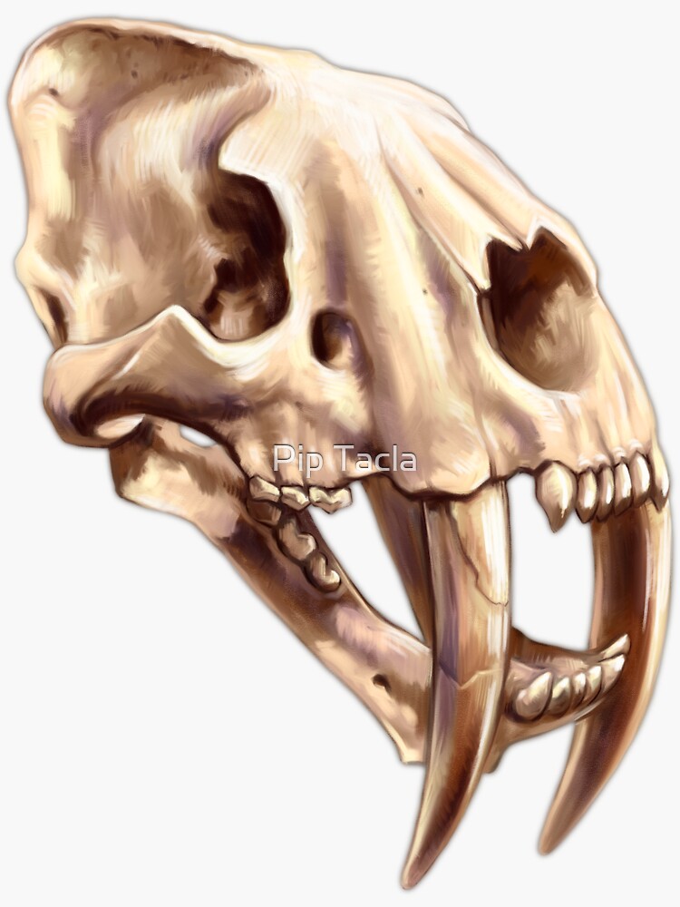 Smilodon Skull by antarcticpip