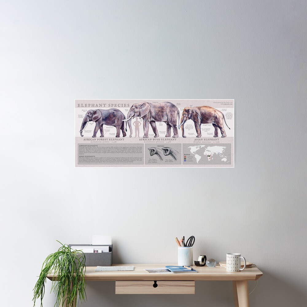 Elephant Species Identification Poster Poster
