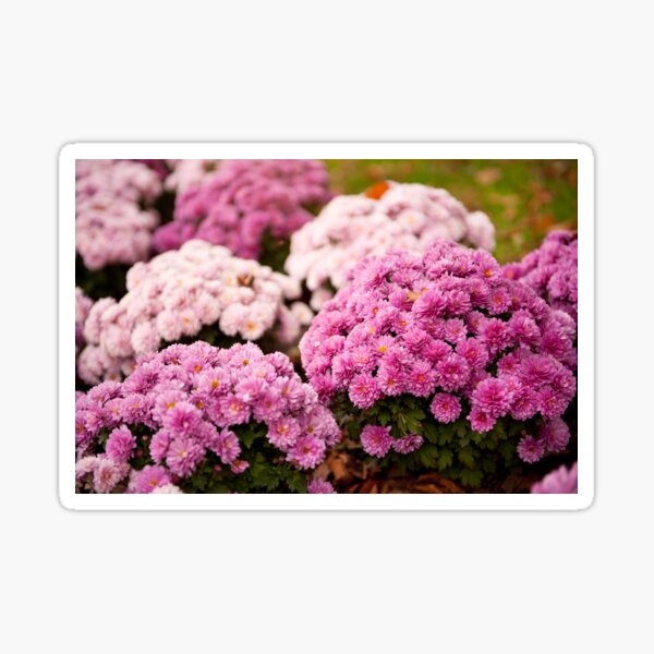 Item preview, Chrysanthemum blooming flowers designed and sold by Arletta Cwalina.