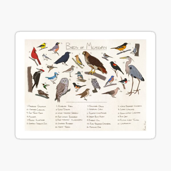 Item preview, Birds of Michigan guide designed and sold by RiverHoltArt.
