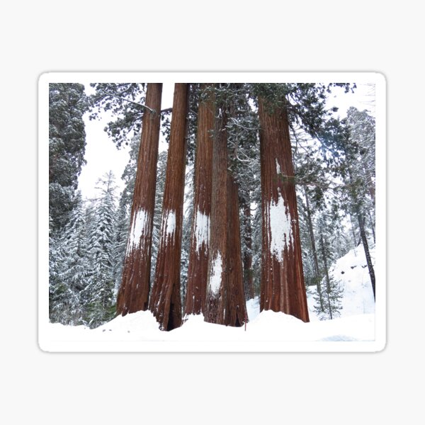 Giant Sequoia Trees in the Snow Sticker