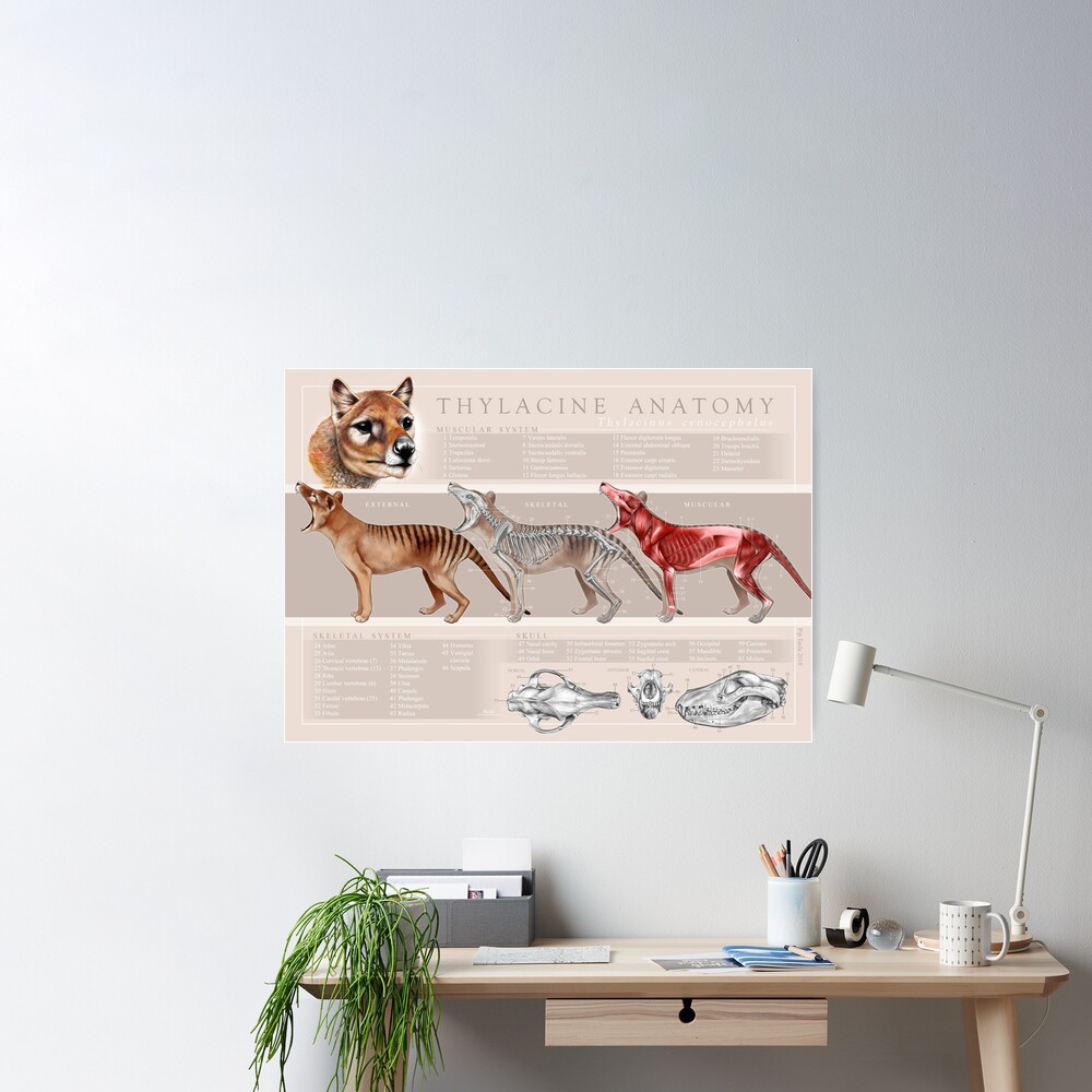 Tasmanian Tiger (Thylacine) Anatomy Poster Poster