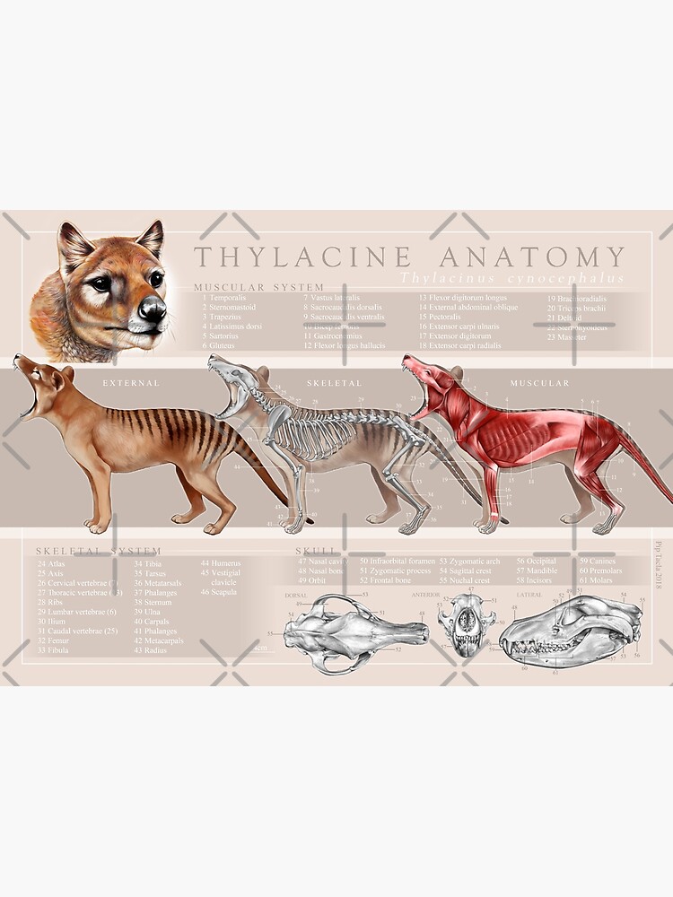 Tasmanian Tiger (Thylacine) Anatomy Poster by antarcticpip
