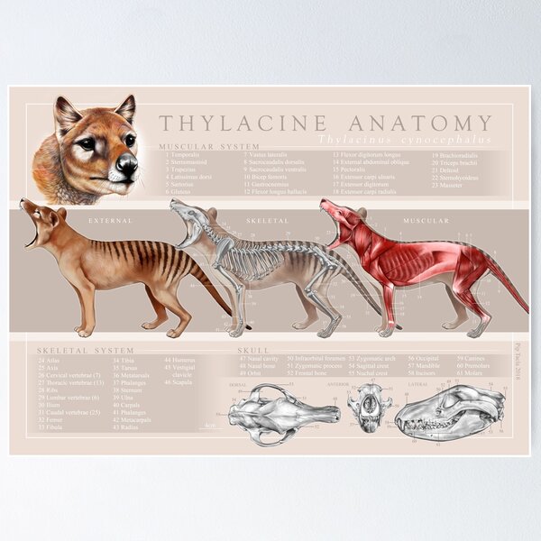 Item preview, Tasmanian Tiger (Thylacine) Anatomy designed and sold by Pip Tacla.