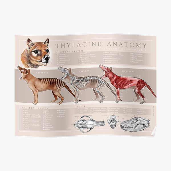 Tasmanian Tiger (Thylacine) Anatomy Poster Poster