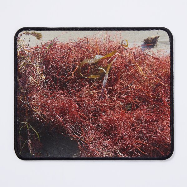 Item preview, A Red Tangle Of Seaweed on Shoalwater Beach, WA designed and sold by lezvee.