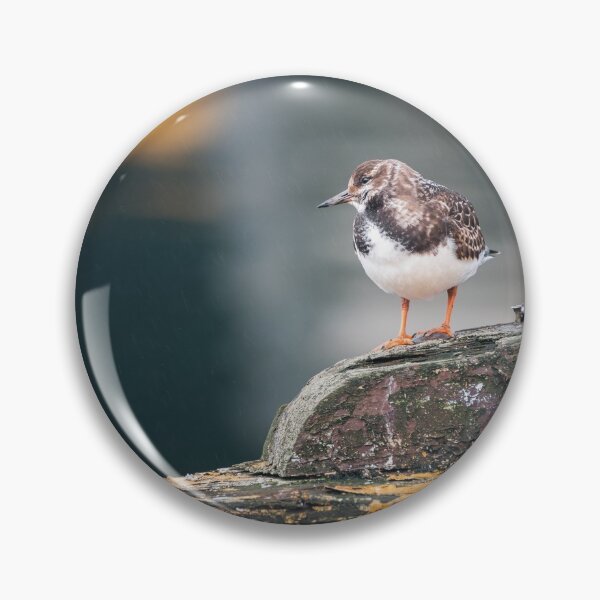 Item preview, RUDDY TURNSTONE II designed and sold by Andrew Hocking.