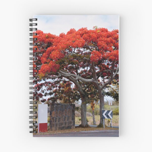 Item preview, Royal Poinciana red Flamboyant, Royal poinciana. designed and sold by rajeshbac.