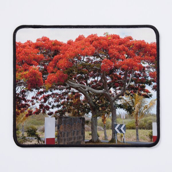 Artikelvorschau, Royal Poinciana rot Flamboyant, Royal Poinciana. entworfen und verkauft von rajeshbac.